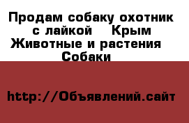  Продам собаку охотник с лайкой  - Крым Животные и растения » Собаки   